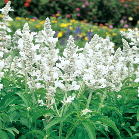 【サカタのタネ公式】 サルビア ファリナセア エボリューション ホワイト 花 種 約40粒 小袋 春まき 夏 秋 ホワイト 鉢植え 地植え 家庭菜園 栽培 ガーデニング 園芸 サルビア さるびあ 種子 タネ たね