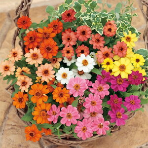 �y�T�J�^�̃^�l�����z �W�j�A�i�S�����j �v���t���[�W���� �~�b�N�X �� �� ��500�� ���� �� �H �}���`�J���[ ���A�� �n�A�� �ƒ�؉� �͔| �K�[�f�j���O ���| �W�j�A�i�S�����j ���ɂ��i�S��