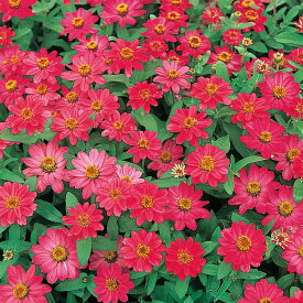 【サカタのタネ公式】 ジニア（百日草） プロフュージョン コーラルピンク 花 種 約10粒 小袋 夏 秋 ピンク 鉢植え 地植え 家庭菜園 栽培 ガーデニング 園芸 ジニア（百日草） じにあ（百日草） 種子 タネ たね