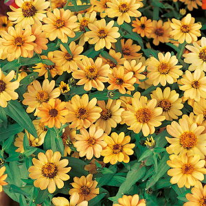 yTJ^̃^lz WjAiSj vt[W AvRbg   10   H IW A nA ƒ؉ ͔| K[fjO | WjAiSj ɂiS