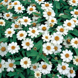 【サカタのタネ公式】 ジニア（百日草） プロフュージョン ホワイト 花 種 約10粒 小袋 ホワイト 鉢植え 地植え 家庭菜園 栽培 ガーデニング 園芸 ジニア（百日草） じにあ（百日草） 種子 タネ たね