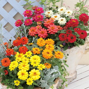 �y�T�J�^�̃^�l�����z �W�j�A�i�S�����j �v���t���[�W���� �_�u�� �~�b�N�X �� �� ��500�� ���� �� �H �}���`�J���[ ���A�� �n�A�� �ƒ�؉� �͔| �K�[�f�j���O ���| �W�j�A�i�S�����j ���ɂ�