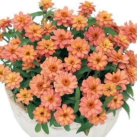 【サカタのタネ公式】 ジニア（百日草） プロフュージョン ダブル ディープサーモン 花 種 約10粒 小袋 夏 秋 ピンク 鉢植え 地植え 家庭菜園 栽培 ガーデニング 園芸 ジニア（百日草） じにあ（百日草） 種子 タネ たね