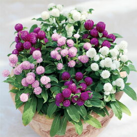 【サカタのタネ公式】 センニチコウ バディー ミックス 花 種 クリーンシード約60粒 小袋 春まき 夏 秋 マルチカラー 鉢植え 地植え 家庭菜園 栽培 ガーデニング 園芸 センニチコウ せんにちこう 種子 タネ たね