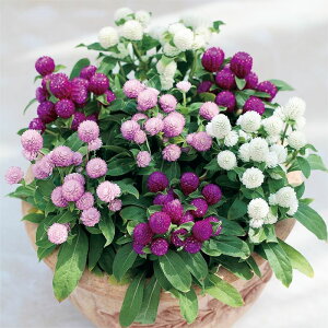 �y�T�J�^�̃^�l�����z �Z���j�`�R�E �o�f�B�[ �~�b�N�X �� �� �N���[���V�[�h��60�� ���� �t�܂� �� �H �}���`�J���[ ���A�� �n�A�� �ƒ�؉� �͔| �K�[�f�j���O ���| �Z���j�`�R�E ����ɂ�