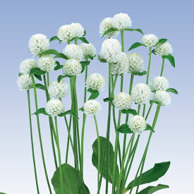 【サカタのタネ公式】 センニチコウ ネオン ホワイト 花 種 クリーンシード約58粒 小袋 春まき 夏 秋 ホワイト 鉢植え 地植え 家庭菜園 栽培 ガーデニング 園芸 センニチコウ せんにちこう 種子 タネ たね