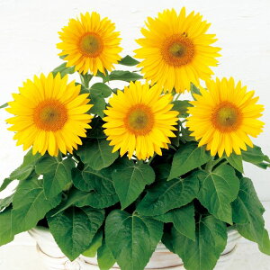 yTJ^̃^lz q} T^XeBbN NACG[   20  t܂  H CG[ A nA ƒ؉ ͔| K[fjO | q} Ђ܂ q ^l 