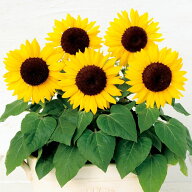 【サカタのタネ公式】 ヒマワリ サンタスティック イエロー 花 種 約20粒 小袋 春まき 夏 秋 イエロー 鉢…