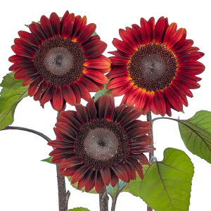 yTJ^̃^lz q} vJbg bh   20  t܂  H bh A nA ƒ؉ ͔| K[fjO | q} Ђ܂ q ^l 