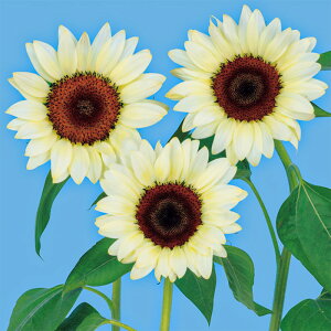 yTJ^̃^lz q} vJbg zCgiCg   20  t܂  H zCg A nA ƒ؉ ͔| K[fjO | q} Ђ܂ q ^l 