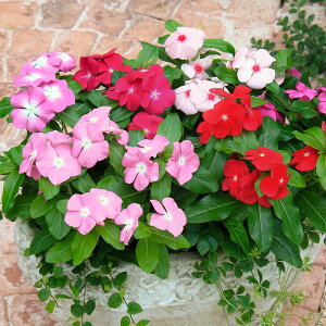 yTJ^̃^lz j`j`\E T_[(R) ~bNX   30  t܂  H }`J[ A nA ƒ؉ ͔| K[fjO | j`j`\E ɂɂ q ^