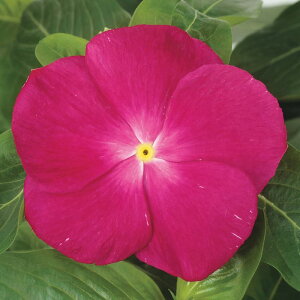 �y�T�J�^�̃^�l�����z �j�`�j�`�\�E �T���_�[(R) ���Y�x���[ �� �� ��30�� ���� �t�܂� �� �H �s���N ���A�� �n�A�� �ƒ�؉� �͔| �K�[�f�j���O ���| �j�`�j�`�\�E �ɂ��ɂ����� ��q �^�l ��