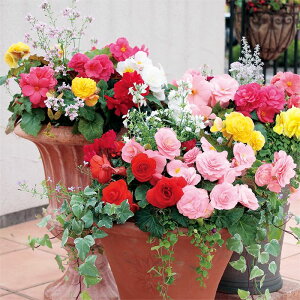 yTJ^̃^lz xSjA tH[` ~bNX   ybgV[h30  t܂ H܂  H }`J[ A nA ƒ؉ ͔| K[fjO | xSj