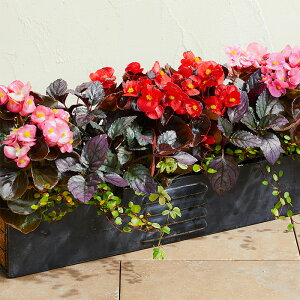 yTJ^̃^lz xSjA Zl^iQ ~bNX   ybgV[h30  t܂ H܂ t ~ }`J[ A nA ƒ؉ ͔| K[fjO | xSjA ׂɂ 