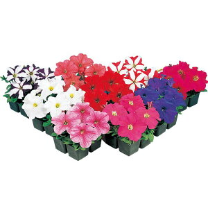 yTJ^̃^lz y`jA C[O ~bNX   ybgV[h50  t܂ H܂ t  H }`J[ A nA ƒ؉ ͔| K[fjO | y`jA 