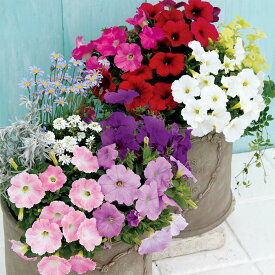 【サカタのタネ公式】 ペチュニア エコチュニア(R) ミックス 花 種 ペレットシード約65粒 小袋 春まき 秋まき 春 夏 秋 マルチカラー 鉢植え 地植え 家庭菜園 栽培 ガーデニング 園芸 ペチュニア ぺちゅにあ 種子 タネ たね