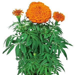 yTJ^̃^lz }[S[h vEh}[ IW   N[V[h30  t܂ t  H IW A nA ƒ؉ ͔| K[fjO | }[S[h 