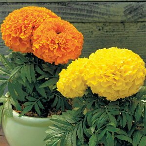 yTJ^̃^lz }[S[h vEh}[ ~bNX   N[V[h30  t܂ t  H }`J[ A nA ƒ؉ ͔| K[fjO | }[S[