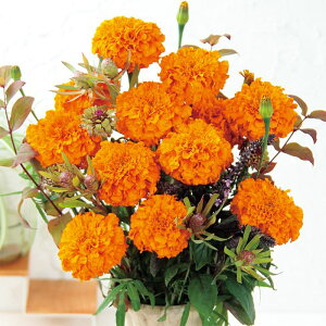 �y�T�J�^�̃^�l�����z �}���[�S�[���h �I�v�e�B�o �I�����W �� �� �N���[���V�[�h��30�� ���� �t �� �H �I�����W �n�A�� �؂�� �ƒ�؉� �͔| �K�[�f�j���O ���| �}���[�S�[���h �܂�[���[