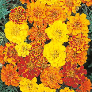 yTJ^̃^lz }[S[h Tt@ ~bNX   N[V[h1000  t  H }`J[ A nA ƒ؉ ͔| K[fjO | }[S[h ܂[