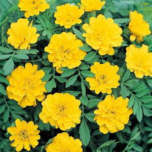 yTJ^̃^lz }[S[h Tt@ CG[   N[V[h45  t  H CG[ A nA ƒ؉ ͔| K[fjO | }[S[h ܂[[