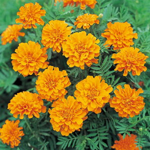 yTJ^̃^lz }[S[h Tt@ ^WF   N[V[h45  t  H IW A nA ƒ؉ ͔| K[fjO | }[S[h ܂[