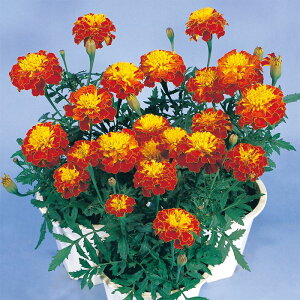 yTJ^̃^lz }[S[h {iU Xv[   600  t  H oCJ[ A nA SҌ ƒ؉ ͔| K[fjO | }[S[h ܂[[