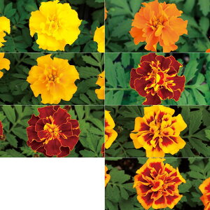 �y�T�J�^�̃^�l�����z �}���[�S�[���h �z�b�g�p�b�N �~�b�N�X �� �� �N���[���V�[�h��40�� ���� �t �� �H �}���`�J���[ ���A�� �n�A�� �ƒ�؉� �͔| �K�[�f�j���O ���| �}���[�S�[���h �܂�