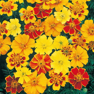 yTJ^̃^lz }[S[h d炫 ifBXR ~bNXj   N[V[h1000  t  H }`J[ A nA ƒ؉ ͔| K[fjO | }