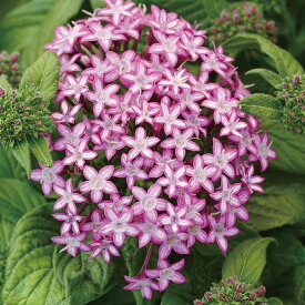 【サカタのタネ公式】 ペンタス ギャラクシー パープルスター 花 種 ペレットシード約20粒 小袋 春まき 夏 秋 パープル 鉢植え 地植え 家庭菜園 栽培 ガーデニング 園芸 ペンタス ぺんたす 種子 タネ たね