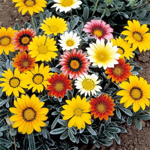 yTJ^̃^lz KUjA ^g ~bNX   20  t܂ H܂ t  H }`J[ A nA ƒ؉ ͔| K[fjO | KUjA ɂ q ^l 