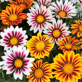 【サカタのタネ公式】 ガザニア ニューデイ タイガー ミックス 花 種 コート約20粒 小袋 春まき 秋まき 春 夏 秋 マルチカラー 鉢植え 地植え 家庭菜園 栽培 ガーデニング 園芸 ガザニア がざにあ 種子 タネ たね
