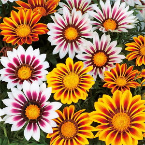 yTJ^̃^lz KUjA j[fC ^CK[ ~bNX   R[g20  t܂ H܂ t  H }`J[ A nA ƒ؉ ͔| K[fjO | KUjA 