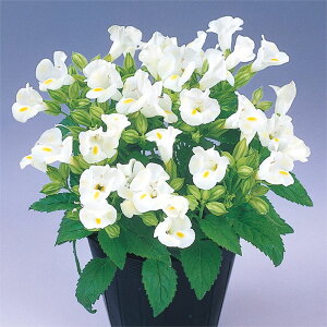 yTJ^̃^lz gjA TCN zCg   ybgV[h20  t܂  H zCg A nA ƒ؉ ͔| K[fjO | gjA Ƃɂ q ^l 