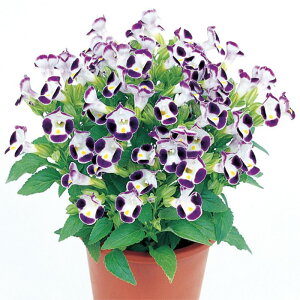 yTJ^̃^lz gjA TCN u[&zCg   ybgV[h20  t܂  H oCJ[ A nA ƒ؉ ͔| K[fjO | gjA Ƃɂ 