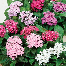 【サカタのタネ公式】 ペンタス グラフィティー ミックス 花 種 ペレットシード約20粒 小袋 春まき 夏 秋 マルチカラー 鉢植え 地植え 家庭菜園 栽培 ガーデニング 園芸 ペンタス ぺんたす 種子 タネ たね