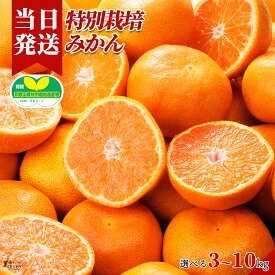 [送料無料][最強配送][あす楽] 美味いとこどり※特別栽培※和歌山県産 皮ごと食べれるみかん 選べる内容量 産地直送 みかん 特別栽培 野菜ソムリエが選別