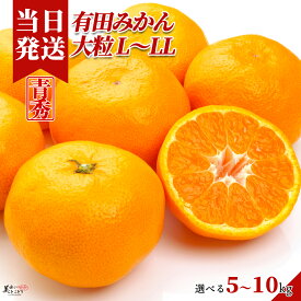 [送料無料][最強配送][あす楽] 美味いとこどり みかん 青秀 訳あり 甘酸っぱい味わい 選べる内容量 大粒 L〜LL 和歌山県産 青秀 有田ミカン 産地直送 野菜ソムリエが選別