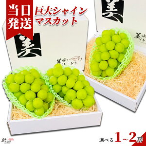 [][ŋz][y] Ƃǂ  VC}XJbg 1[ 550`650g Iׂe  x20x {ȎYnI