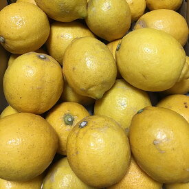 [送料無料][あす楽] 美味いとこどり 和歌山県産 レモン 5kg フルーツマイスター監修