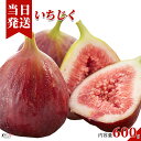 [送料無料][最強配送][あす楽] 美味いとこどり 和歌山県産 イチジク (300グラム 2パック) 上品な甘みとやわらかな酸味…