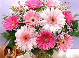 _ChA[g Lbg K[x ABr[Y lpr[Y ۃr[Y sN u[P  _CAhA[g _ChyCeBO XNGAr[Y r[YhJLbg Zbg nhC