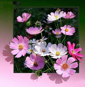 _ChA[g Lbg H  RXX H sN hJLbg _ChyCeBO _CAhA[g r[YhJLbg Zbg CeA  nhCh H | 