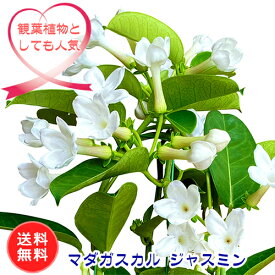楽天市場 沖縄 観葉植物 種類 植物 ジャスミン の通販