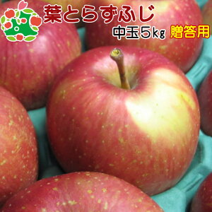 y\z11{`Jn tƂ炸ӂI5kg j v[g Mtg Ԃ i