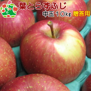 y\z tƂ炸ӂI10kg j v[g Mtg Ԃ i