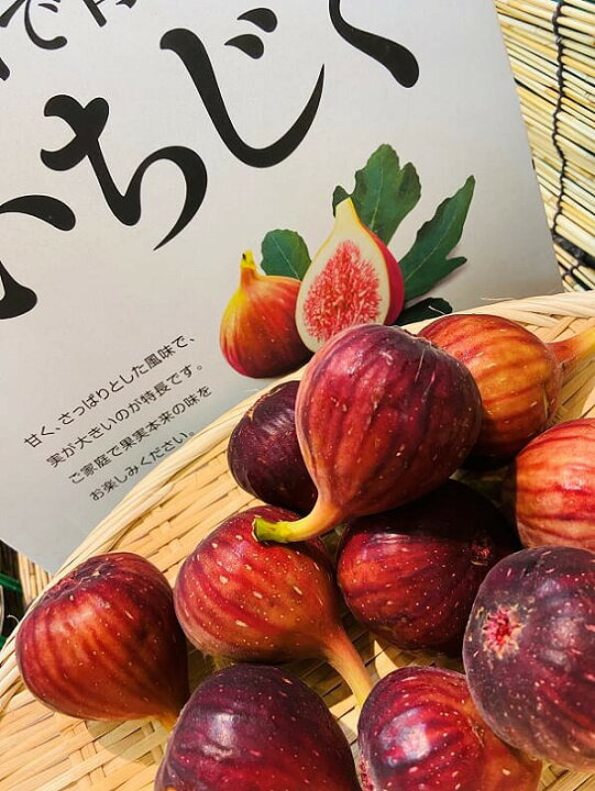 楽天市場 新着 朝採り 露地物 京都城陽いちじく 特選秀品 1箱4パック入り 約2kg 2l 4lサイズ 1パックあたり4 6個 完熟 無花果 イチジク 人気くだもの ギフト 誕生日 お取り寄せ 果物 お中元 敬老の日 御中元 特産 身体に優しい旬の食材 旬のくだもの 京都の