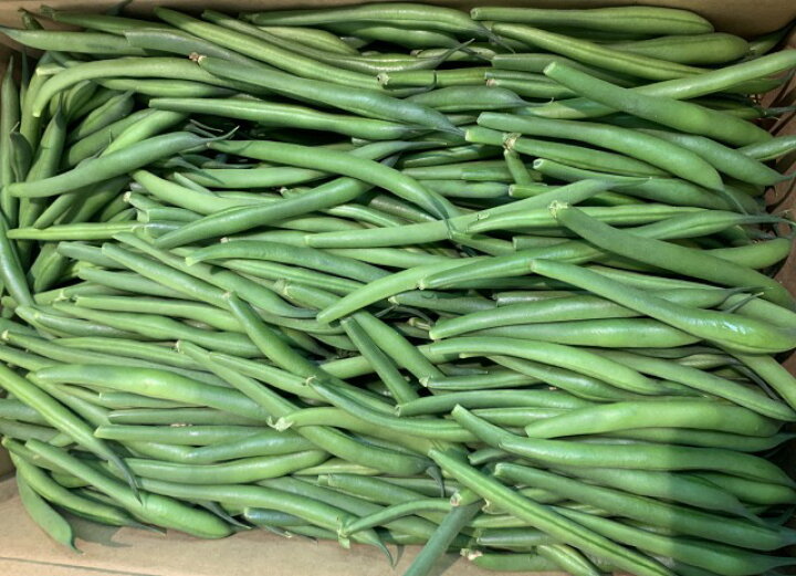 楽天市場 本場京野菜 本来の旬は今 京の三度豆 インゲン豆 特選品 約500g 購入数は最高4つまで 2kgまで でお選びください 京野菜ギフトにもおすすめ 京都露地物いんげん豆 京都三度豆 お取り寄せ 京都の八百屋さん さくらいや 楽天市場 本場京野菜 本来の旬は今 京の三度豆 インゲン豆 特選品 約500g 購入数は最高4つまで 2kgまで でお選びください 京野菜ギフトにもおすすめ 京都露地物いんげん豆 京都三度豆 お取り寄せ 京都の八百屋さん さくらいや