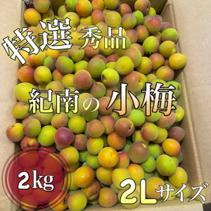 **���~�̏{�͑�ϒZ���ł�*���エ������**�y�I�B���Y**���~�z**���I�G�i**�a�̎R���Y L�`2L�T�C�Y ��2kg�������̔~�����ɍœK��*�{�̐H��*��������*�~�����p*����*�E��*���~*������**�~�d��