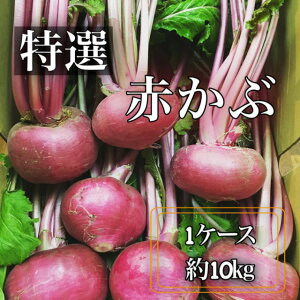 yIGizԂԁittj s{Y͎ꌧY*I1P[X10kg(14`23)**{؃Mtgɂ*₳**Mtg**Ε*Ε*pH***Ju